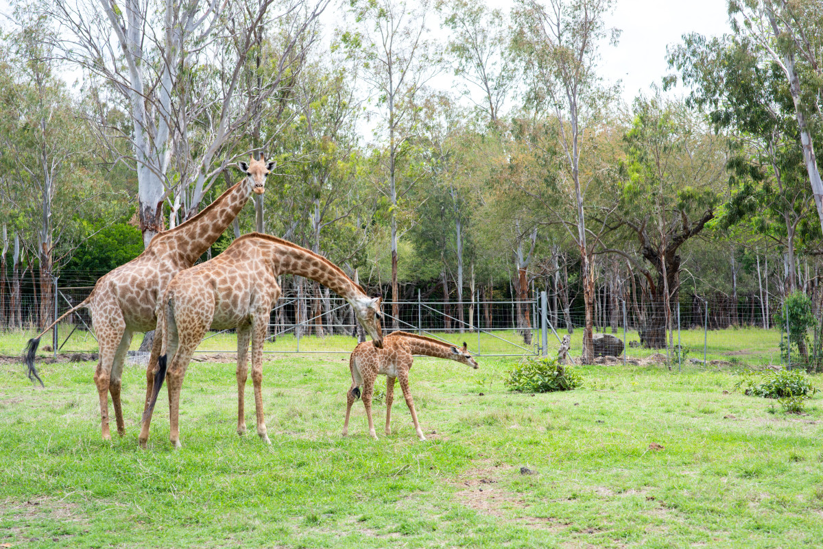 Casela Nature Park