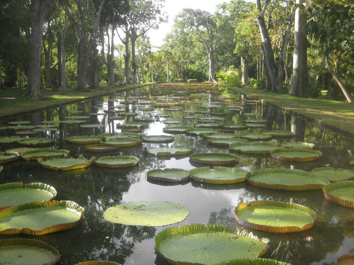 Pamplemousses Botanic Garden</a> (SSR Botanic Garden)