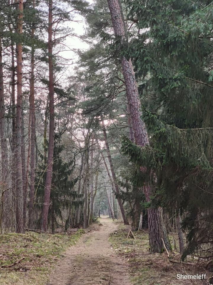 Росситтенский лес