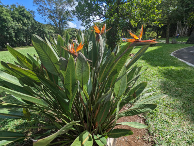 Mauritius