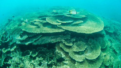 Mauritius: Blue Bay Marine Park