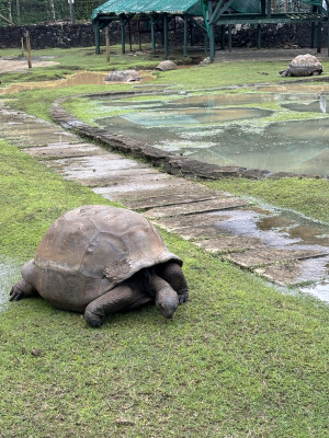 Mauritius