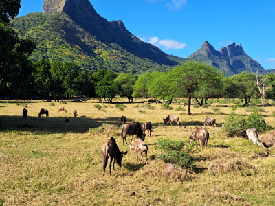 Mauritius