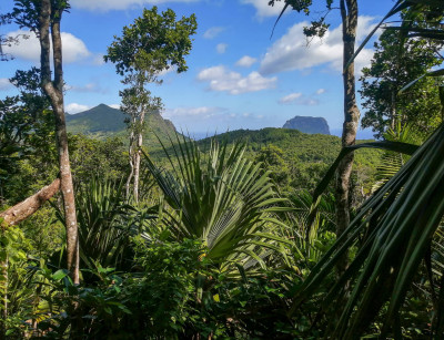 Mauritius: Ebony Forest Reserve Chamarel